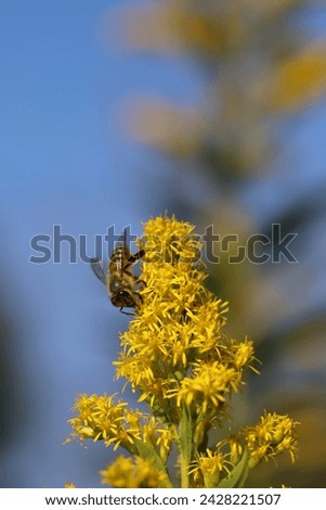 A honey bee sucking nectar from a yellow goldenrod blooming in an autumn field in Japan.