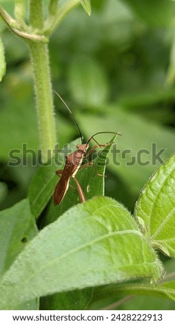Leptocorisa oratoria, the rice ear bug, Walang sangit, on the leaves
