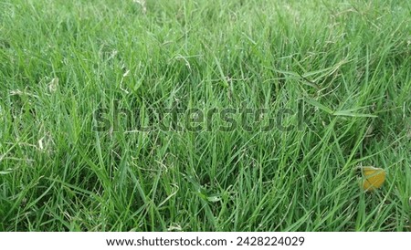 Close up of grass in park