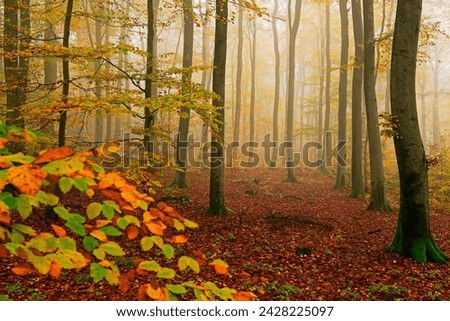 Autumnal forest, kastel-staadt, rhineland-palatinate (rheinland-pfalz), germany, europe Royalty-Free Stock Photo #2428225097