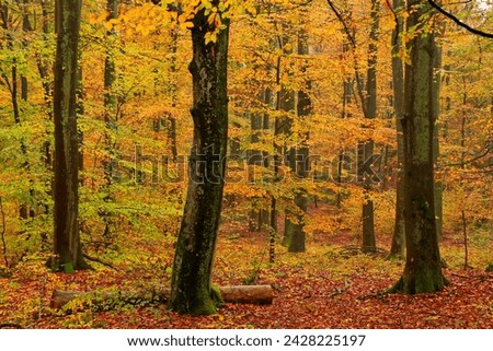 Autumnal forest, kastel-staadt, rhineland-palatinate (rheinland-pfalz), germany, europe Royalty-Free Stock Photo #2428225197