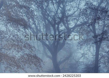Autumnal forest, kastel-staadt, rhineland-palatinate (rheinland-pfalz), germany, europe Royalty-Free Stock Photo #2428225203