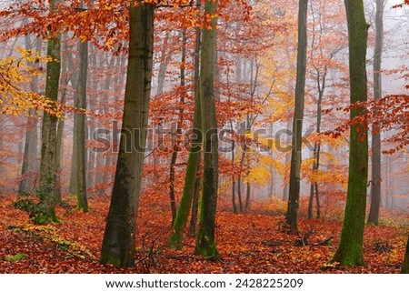 Autumnal forest, kastel-staadt, rhineland-palatinate (rheinland-pfalz), germany, europe Royalty-Free Stock Photo #2428225209