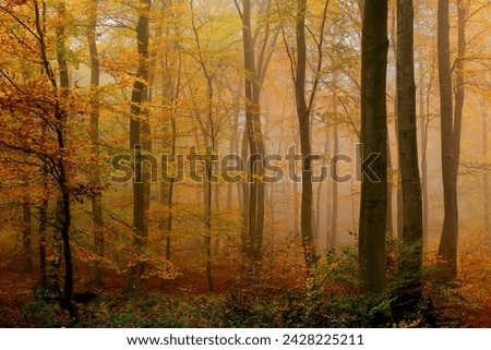 Autumnal forest, kastel-staadt, rhineland-palatinate (rheinland-pfalz), germany, europe Royalty-Free Stock Photo #2428225211