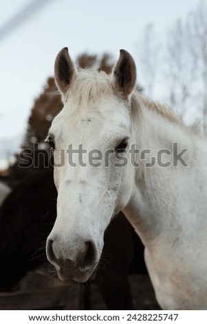white sports pony sunset horse