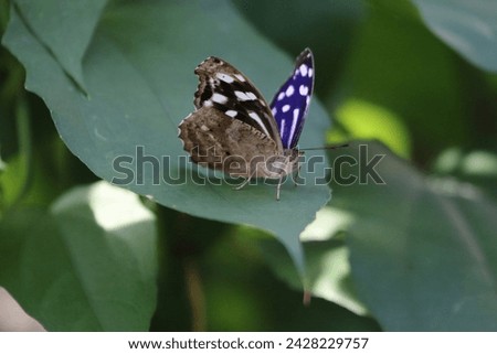 Myscelia cyaniris, the blue wave, blue-banded purplewing, tropical blue wave, whitened bluewing, or royal blue, is a butterfly of the family Nymphalidae.