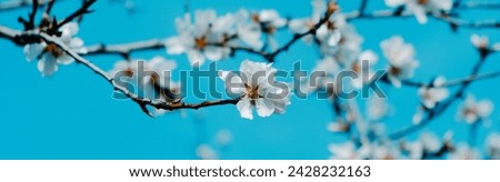 detail of a branch of an almond tree in full bloom, with beautiful white flowers, against the blue sky, in a panoramic format to use as web banner Royalty-Free Stock Photo #2428232163