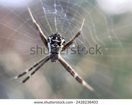 Close up picture of Silver argiope spider.