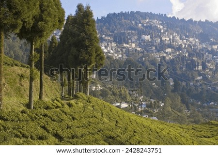 Happy valley tea estate, darjeeling, west bengal, india, asia