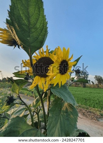 It is a very beautiful sun flower. ITS MIXTURE of yellow and green colour It show Very attractive and cool.