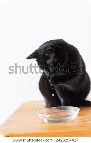Black Cat at the Water Bowl