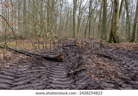 Detailed photo, forestry and clearing in the forest, Berlin, Germany