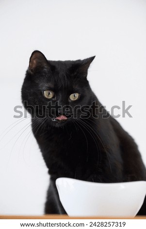 Licking Black Cat at the Cat Food Bowl