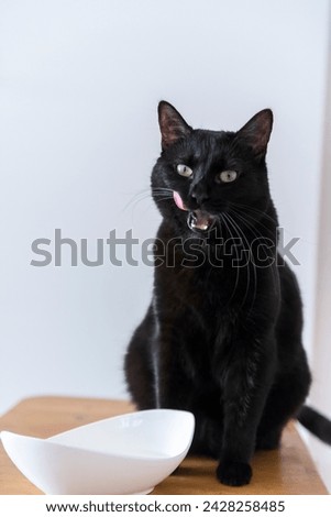 Licking black Cat after feeding