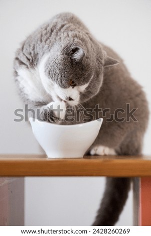 British Shorthair Cat at the Cat Food Bowl