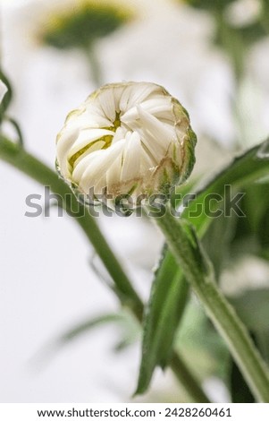 an unopened bud of a white chrysanthemum in close-up, highlighted on a white background