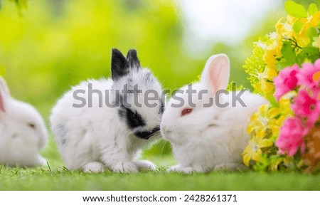 Healthy Lovely bunny easter fluffy brown rabbit, new born baby rabbit on green garden nature with colorful flower background. The Easter white hares. Close - up of a rabbit. Symbol of easter day.