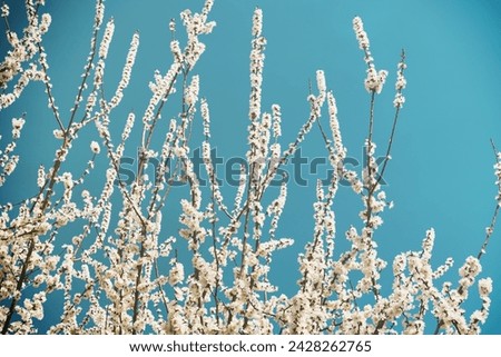 Cherry blossom branches with young leaves illuminated by sunlight in spring. Vintage film aesthetic.