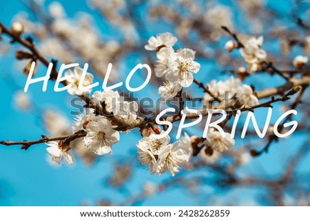 The words hello spring on the background of blooming cherry branches. Springtime greeting card. The concept of the beginning of spring.