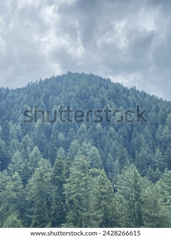 A serene and tranquil view of a lush green forest covering the slopes of a mountain, under a sky filled with soft, billowing clouds. The dense foliage of pine trees paints a picture of natural beauty 