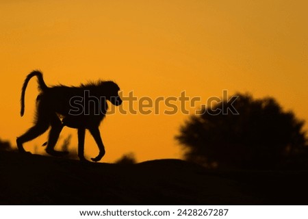 Chacma baboon (papio ursinus) carrying infant, mashatu game reserve, botswana, africa