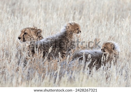 Cheetah (acinonyx jubatus) with cubs, kgalagadi transfronter park, northern cape, south africa, africa