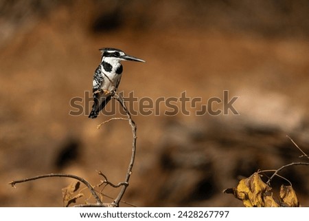 Pied kingfisher (ceryle rudis) perching on a tree branch, chobe national park, botswana. Royalty-Free Stock Photo #2428267797
