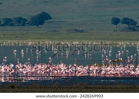 Lesser flamingos (phoenicopterus minor) feeding on crater lake, tanzania, east africa, africa