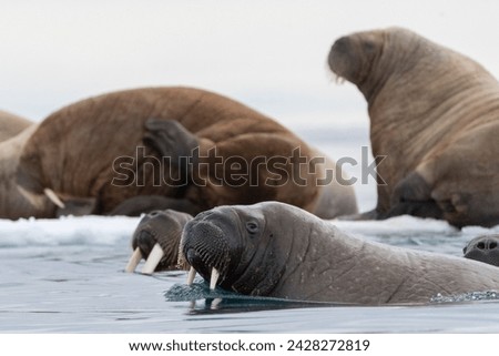 Atlantic walruses (odobenus rosmarus), vibebukta, austfonna, nordaustlandet, svalbard islands, arctic, norway, europe