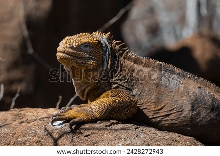 Land iguana (conolophus subcristatus), north seymour island, galapagos islands, unesco world heritage site, ecuador, south america
