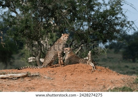 Two cheetah (acinonyx jubatus) on a termite mound, tsavo, kenya, east africa, africa