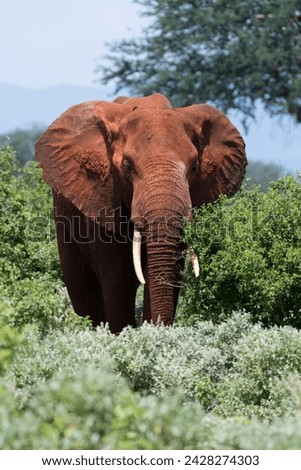 African elephant (loxodonta africana), tsavo, kenya, east africa, africa