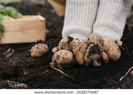 Farmer showing harvested potatoes in background of fertile black soil on agricultural field. Worker holding in hands dirty raw potatoes. Concept of Sustainable Farming, Ecology, Agricultural works.