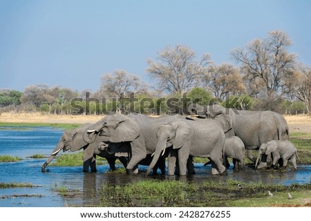 African elephants (loxodonta africana) drinking in the river khwai, botswana, africa