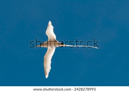 White-tailed tropicbird (phaethon lepturus), fregate island, seychelles, indian ocean, africa Royalty-Free Stock Photo #2428278993