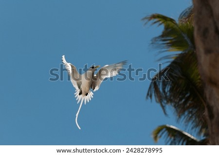 White-tailed tropicbird (phaethon lepturus), fregate island, seychelles, indian ocean, africa Royalty-Free Stock Photo #2428278995
