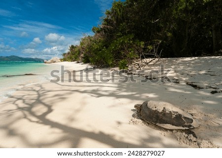 Sea turtle, anse source d'argent beach, la digue, seychelles, indian ocean, africa