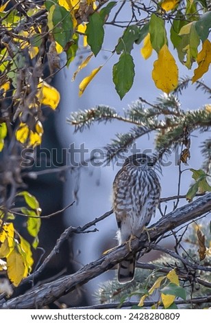 A beautiful Coopers Hawk in Colorful Colorado USA Parker, Douglas County 