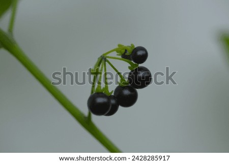 Black berry or Solarium Nigrum on tree with white background. also know as Berry Black Nightshade