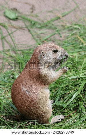 Cynomys ludovicianus, a diurnal rodent, eats grass in the zoo Royalty-Free Stock Photo #2428298949