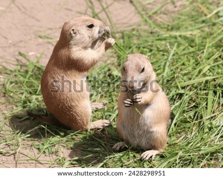 Cynomys ludovicianus, a diurnal rodent, eats grass in the zoo Royalty-Free Stock Photo #2428298951