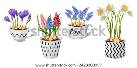 Set of compositions from spring flowers in pots. Hyacinths, muscari, daffodils, crocuses. Watercolor botanical illustration. Birthday, Mother's Day, Women's Day, spring, gardening.