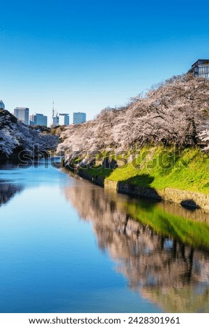 Spring cherry blossom, chidorigafuchi, chiyoda ku, tokyo, japan, asia