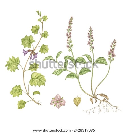 A set of watercolor flowers dogmint, veronica, forest herbs. Botanical illustrations. Prints on posters, postcards, dishes