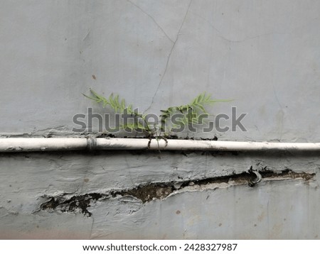 Wild fern growing between the pipe and wall 