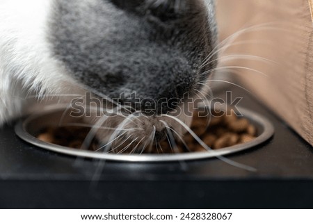 cat eating dry food and drink water from a bowl. living with a cat at home, pet concept. Delicious treat for your beloved pet. eats a portion of diet food. Caring for pets. Royalty-Free Stock Photo #2428328067