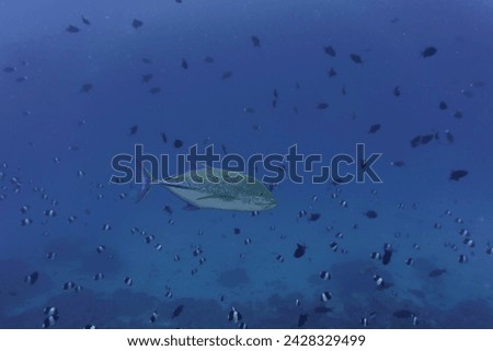 Bluefin Trevally (Caranx melampygus) in the coral reef of Maldives island. Tropical and coral sea wildelife. Beautiful underwater world. Underwater photography.