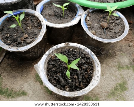 Chili tree seedlings with small leaves starting to develop. concept for Agricultural Education, Agricultural Articles, and Educational Presentations. Royalty-Free Stock Photo #2428333611