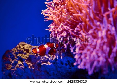 Ocean animal are most interesting for photographer
