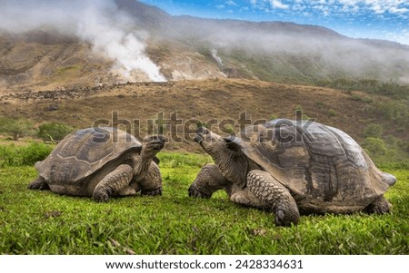 Two Galapagos Giant Tortoises on the green grass, Santa Cruz Island Royalty-Free Stock Photo #2428334631